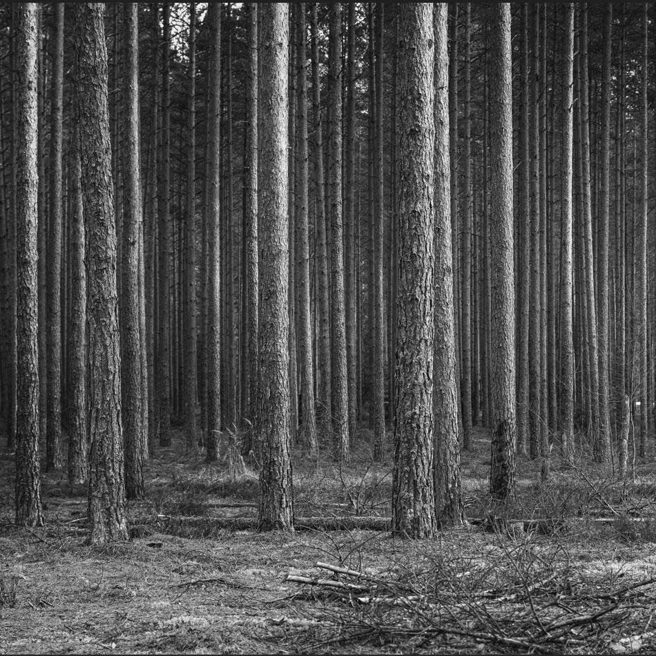 Forest for the Trees